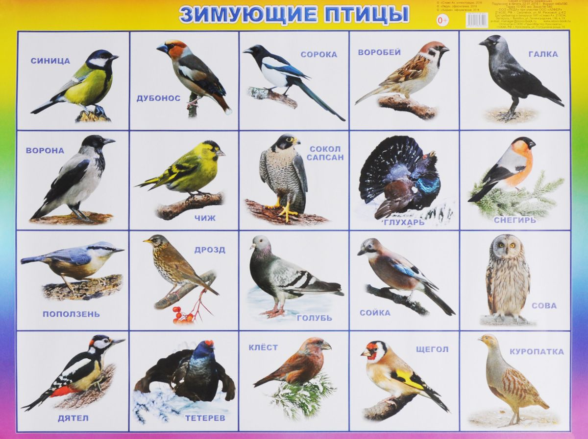 Птицы Беларуси – фото с названиями и описанием, список птиц, виды лесных птиц