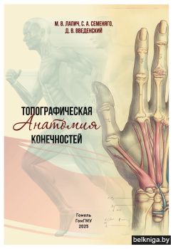 Топографическая анатомия конечностей